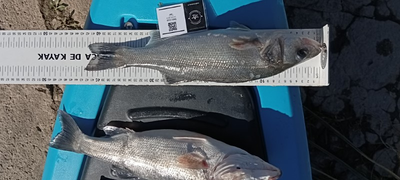 Fish Measure Picture